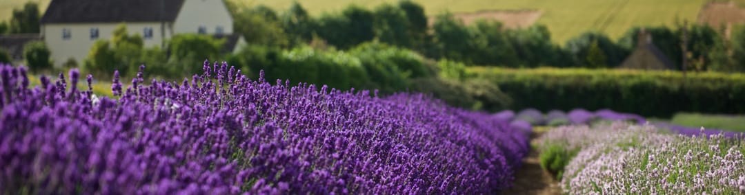 Lavender fields beside a Cotswold stone farmhouse